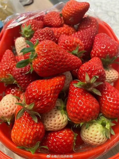 草莓国产在线,品味本土鲜甜,共筑绿色食尚